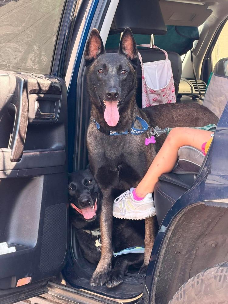 Enlarge Graco- located in Idaho, a Adoptable Belgian Shepherd / Malinois in Imlay City, MI image 4/4