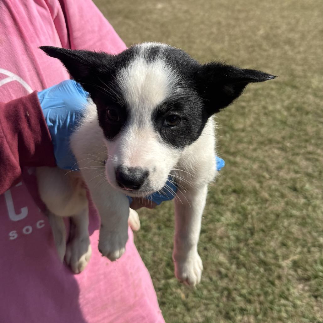 Breeze, a Adoptable mixed breed in Hattiesburg, MS image 1/2
