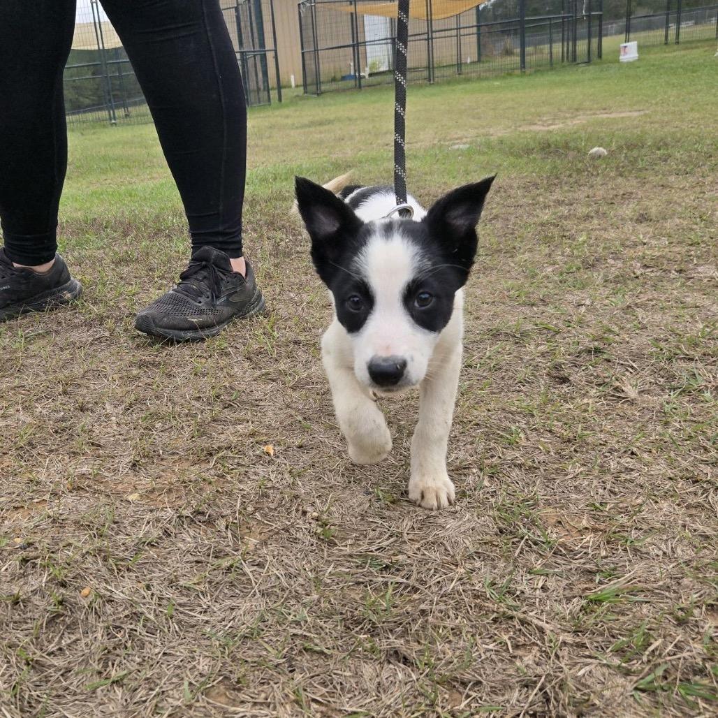 Breeze, a Adoptable mixed breed in Hattiesburg, MS image 2/2