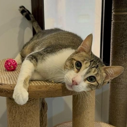 Cat for adoption Foofoo from Kuwait!, a Domestic Short Hair in