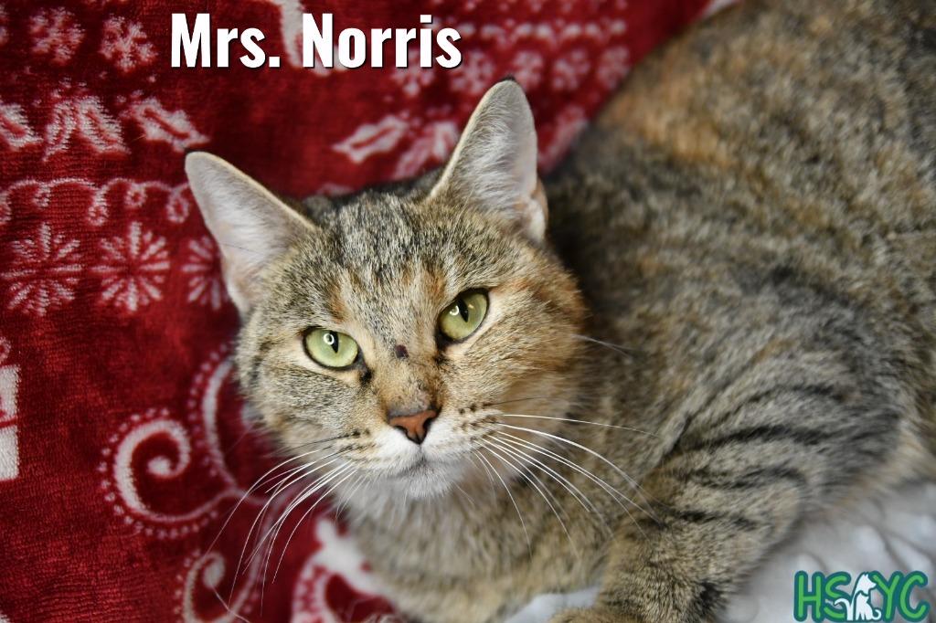 Enlarge Mrs. Norris, a Adoptable mixed breed in Fort Mill, SC image 1/3