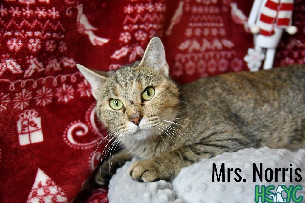 Enlarge Mrs. Norris, a Adoptable mixed breed in Fort Mill, SC image 2/3