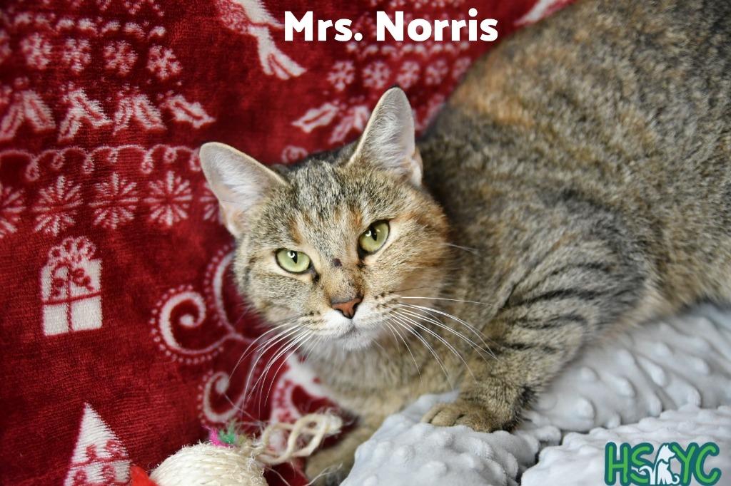 Enlarge Mrs. Norris, a Adoptable mixed breed in Fort Mill, SC image 3/3