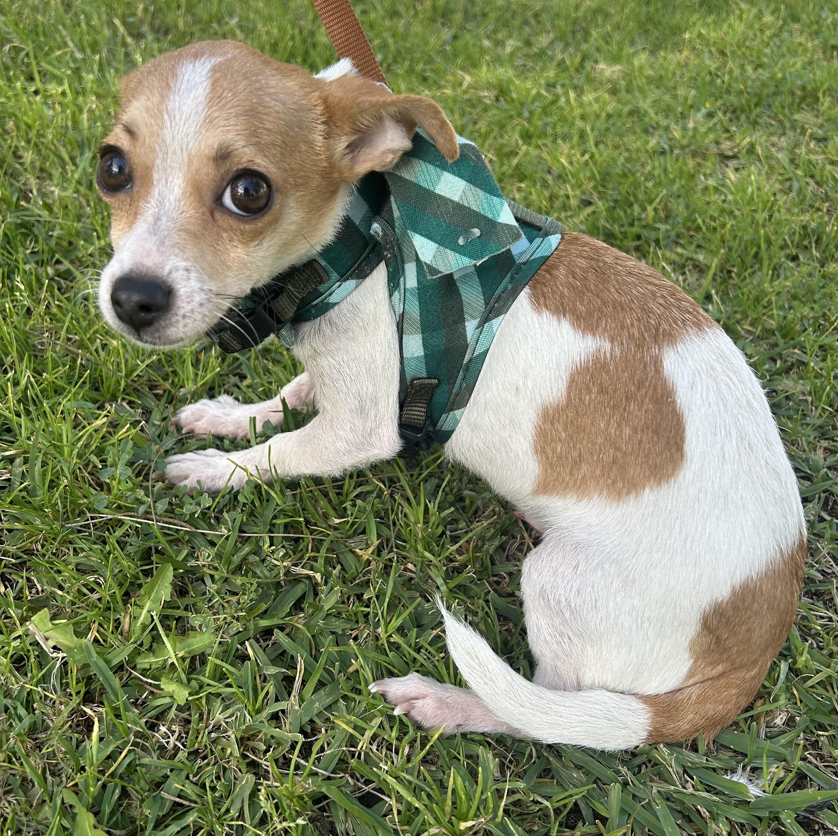 Enlarge ERICK, a ADOPTABLE mixed breed in Bell Gardens, CA image 1/6