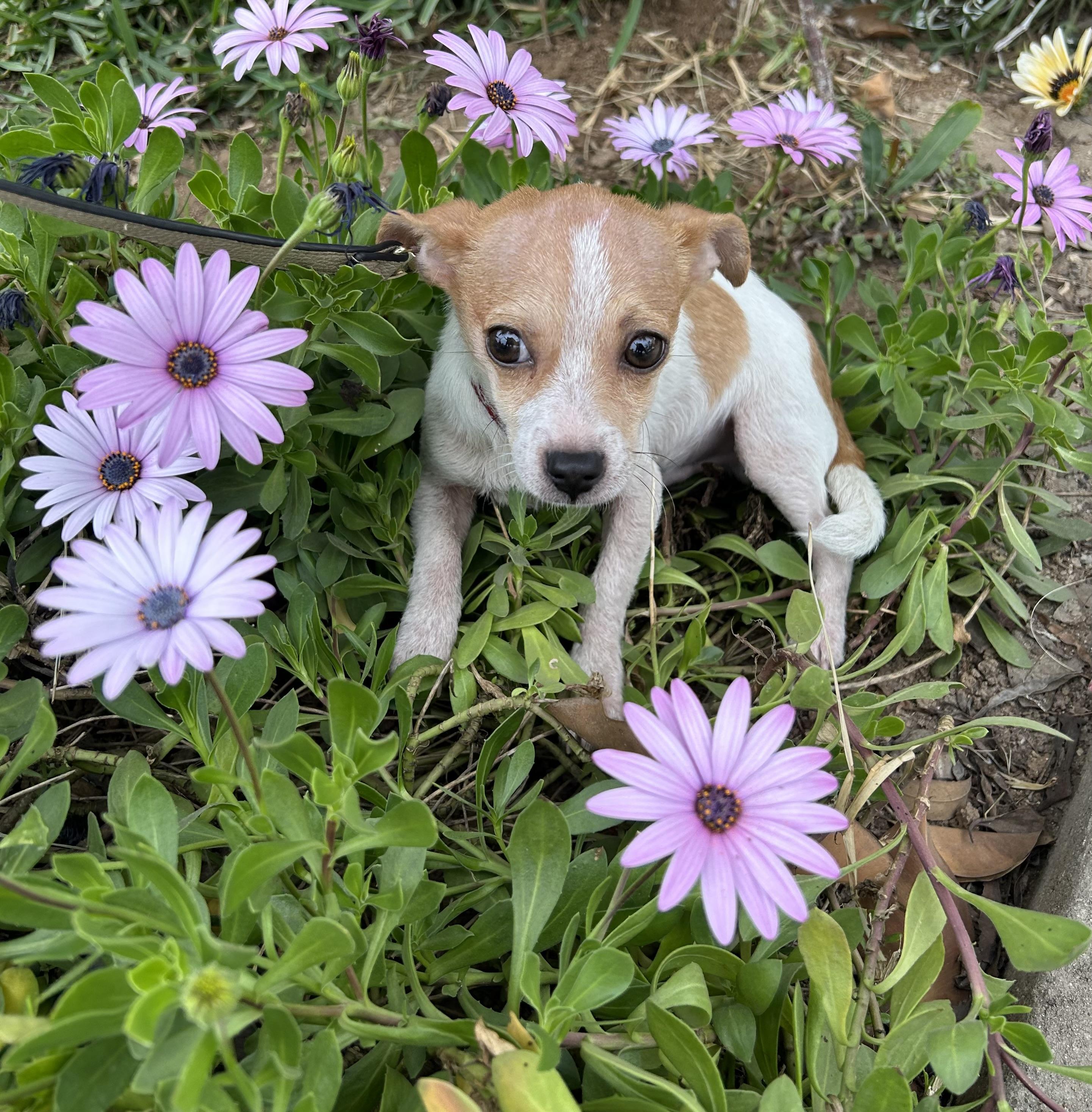 Enlarge ERICK, a ADOPTABLE mixed breed in Bell Gardens, CA image 4/6