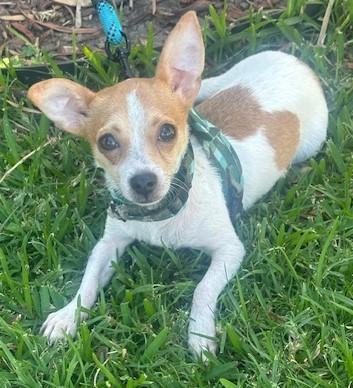ERICK, ADOPTABLE, Puppy Male Jack Russell Terrier.