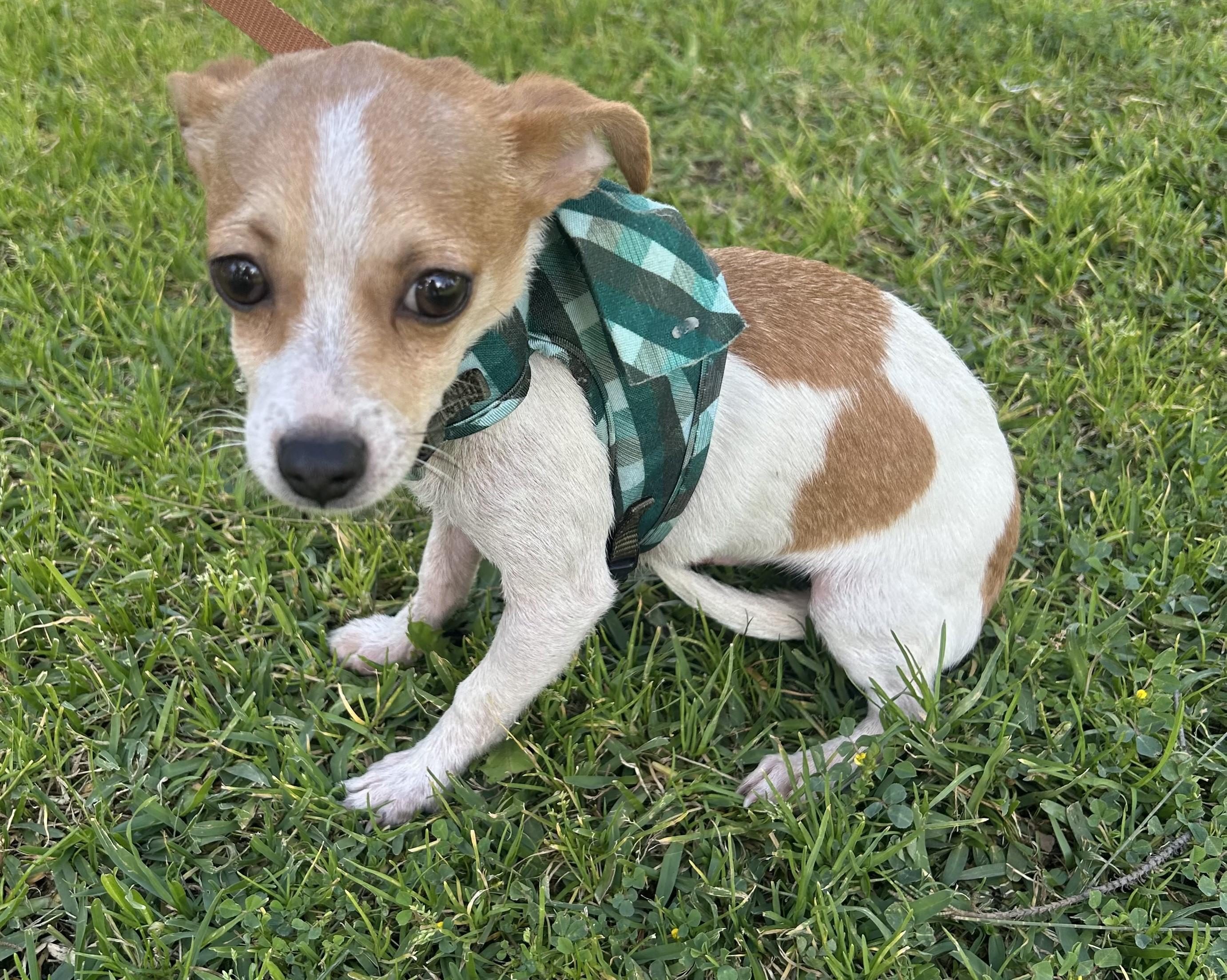 Enlarge ERICK, a ADOPTABLE mixed breed in Bell Gardens, CA image 3/6