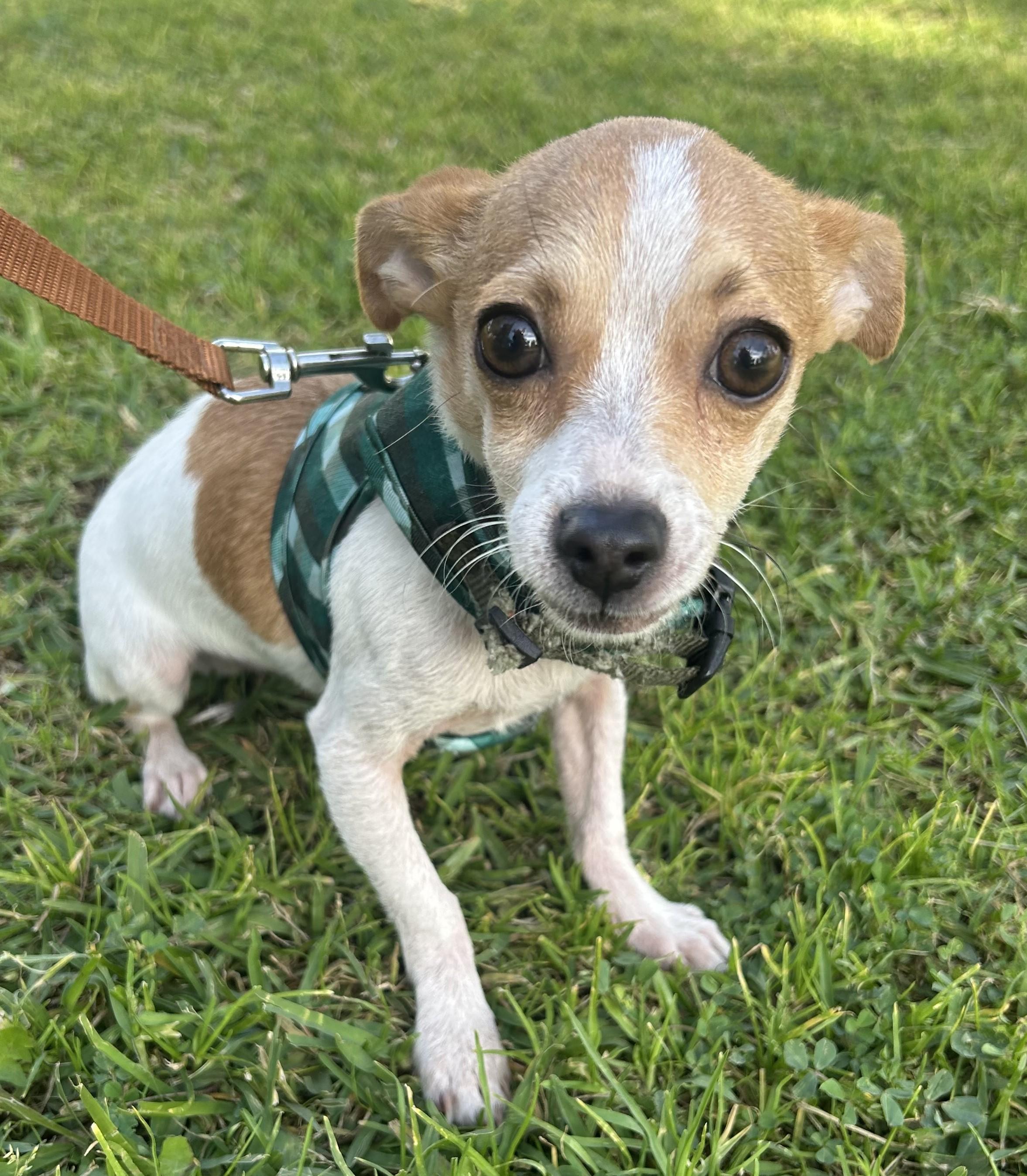 Enlarge ERICK, a ADOPTABLE mixed breed in Bell Gardens, CA image 2/6