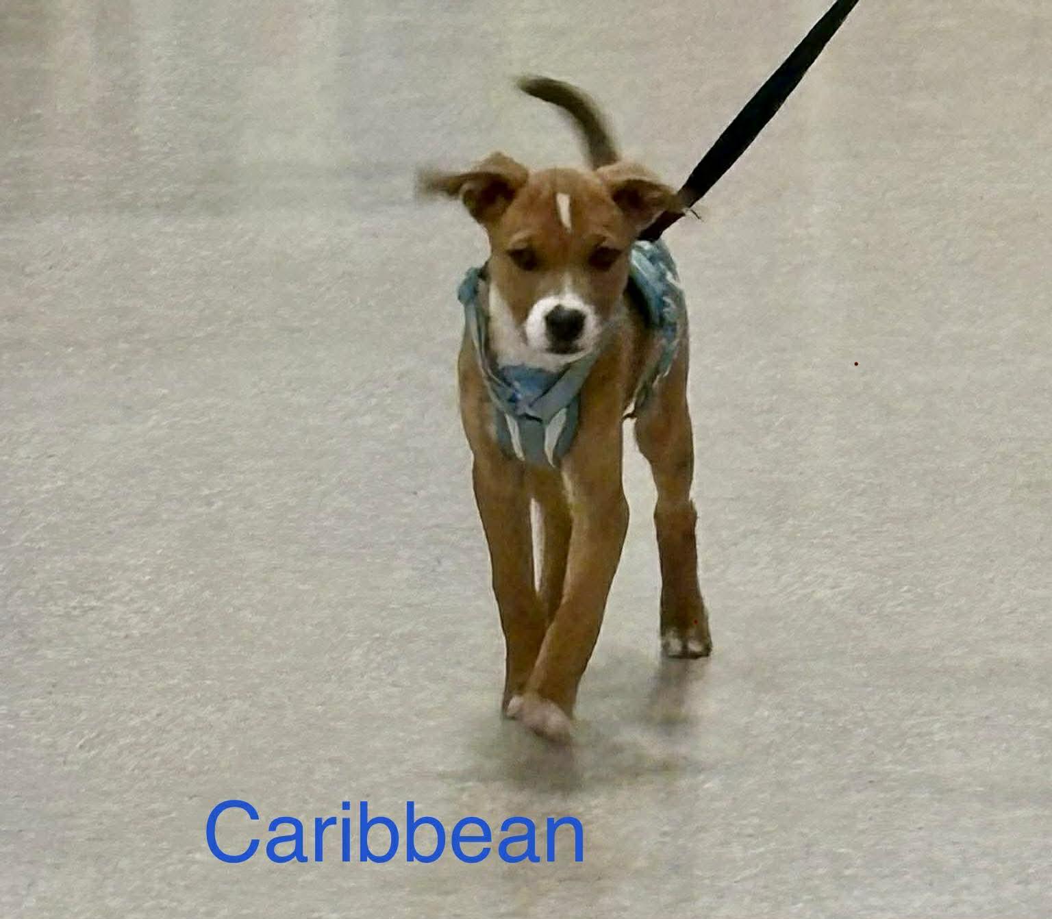 Enlarge Caribbean, a ADOPTABLE mixed breed in Wichita Falls, TX image 1/2