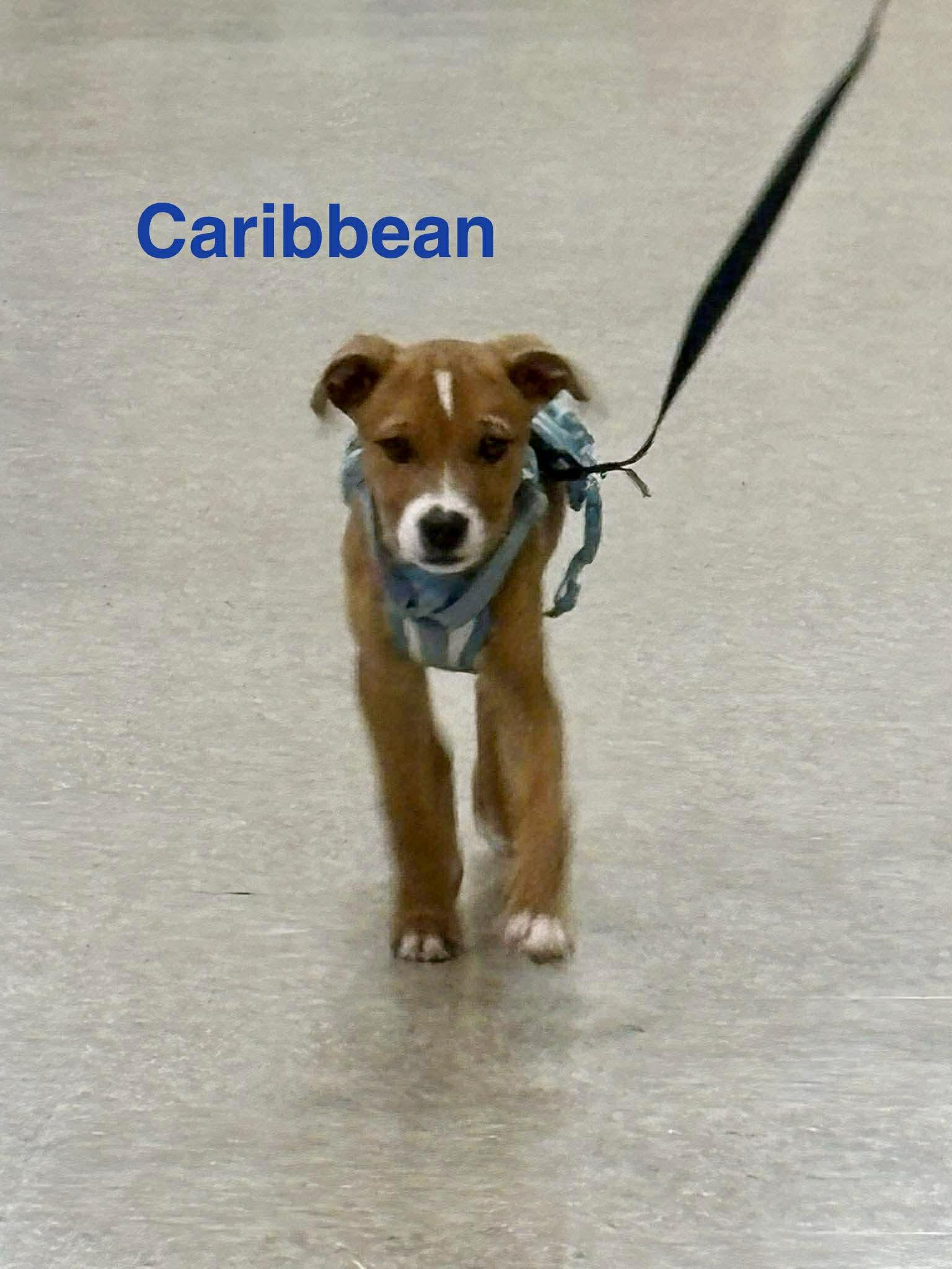 Enlarge Caribbean, a ADOPTABLE mixed breed in Wichita Falls, TX image 2/2