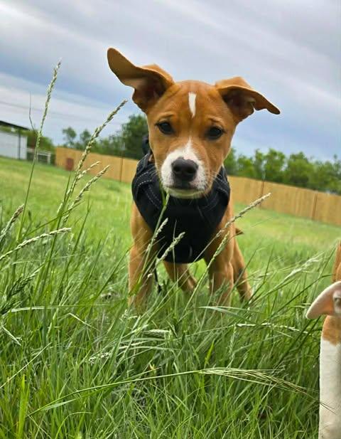 Enlarge Caribbean, a ADOPTABLE mixed breed in Wichita Falls, TX image 1/1