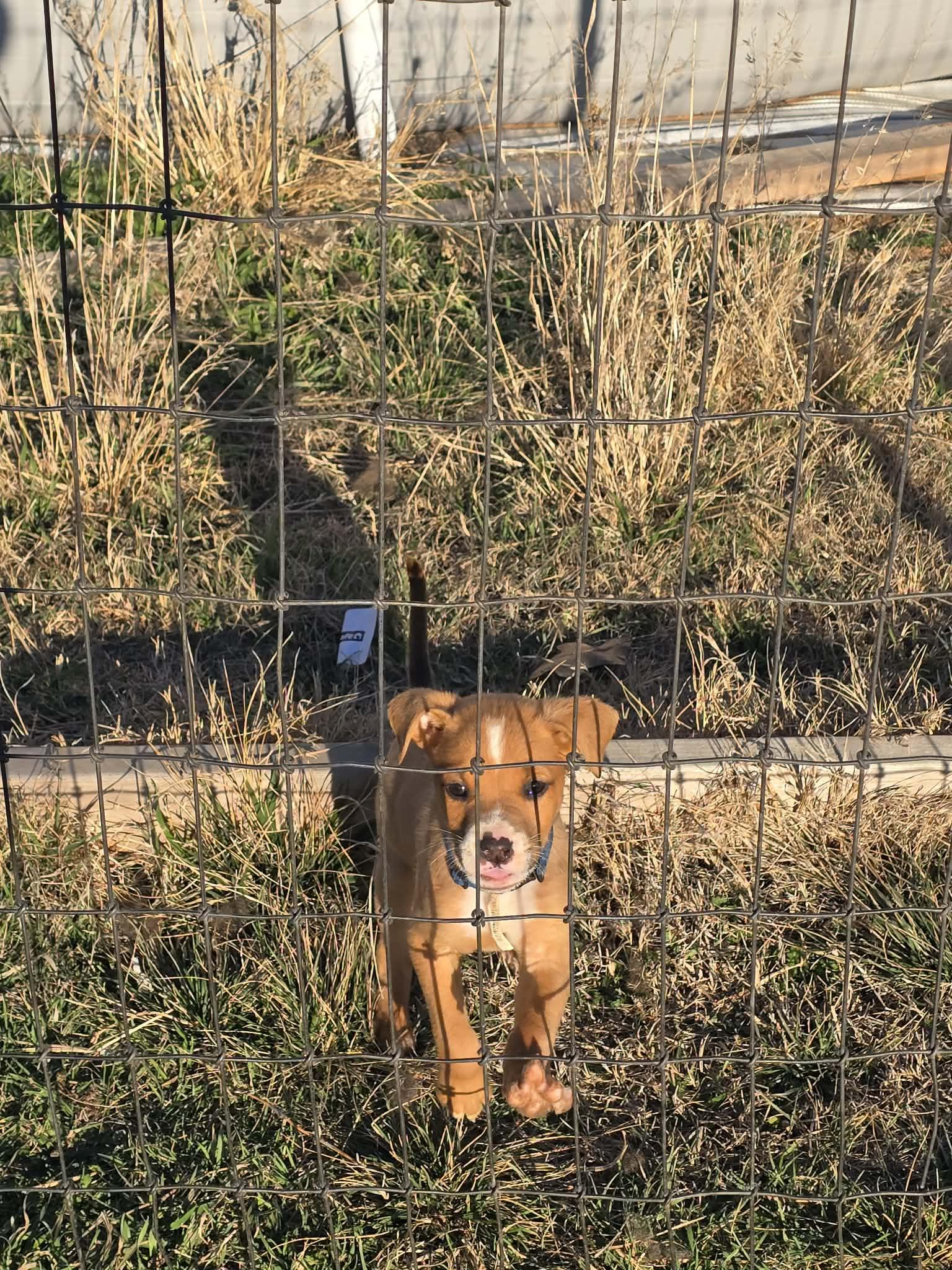 Caribbean, ADOPTABLE, Puppy Male Pit Bull Terrier.