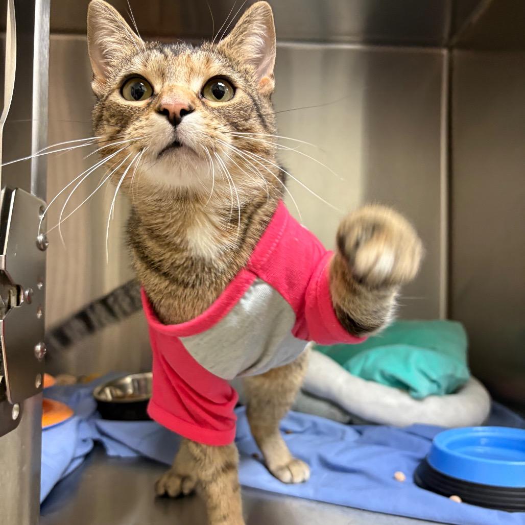 Mama-Megatron — thumbnail 2