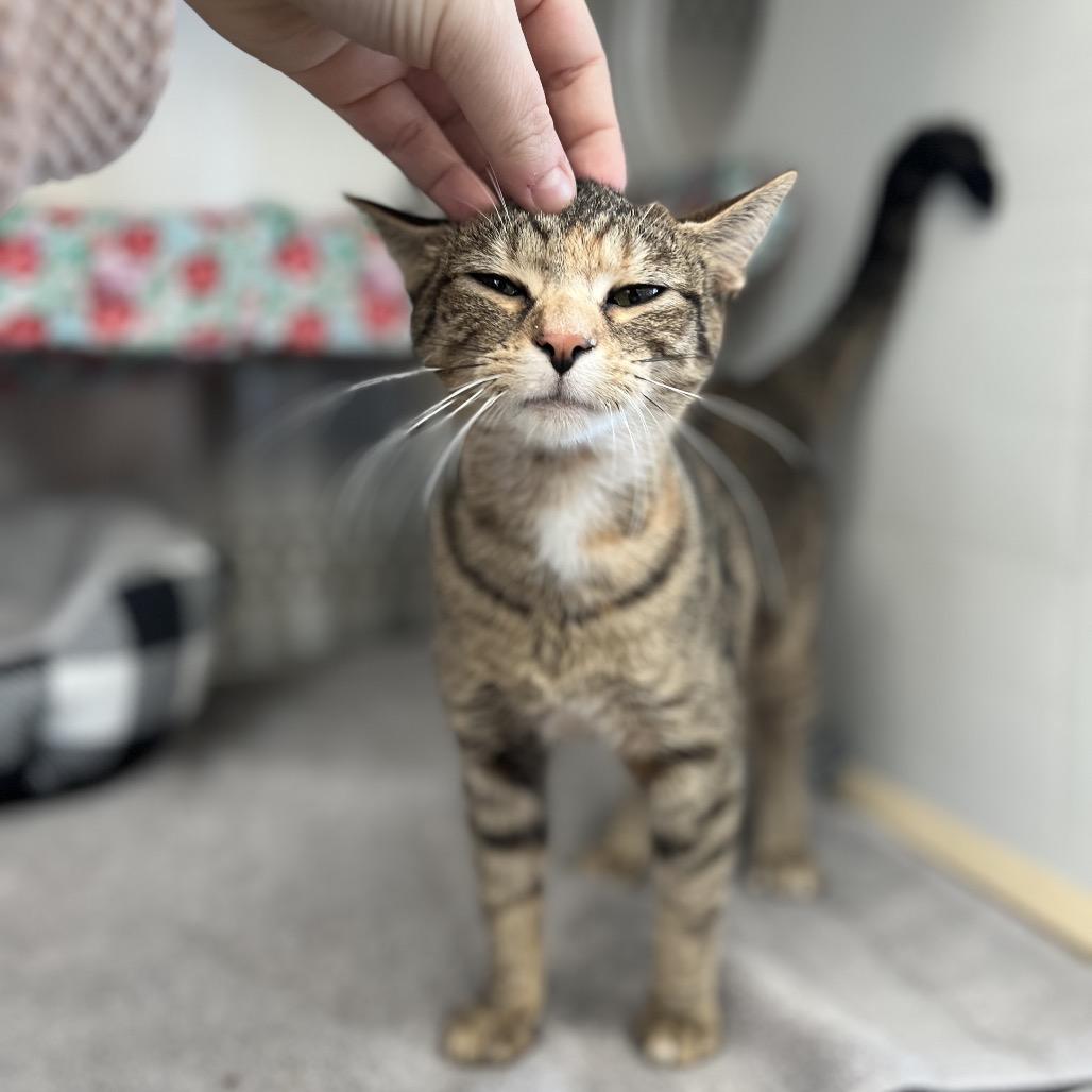 Mama-Megatron — thumbnail 3