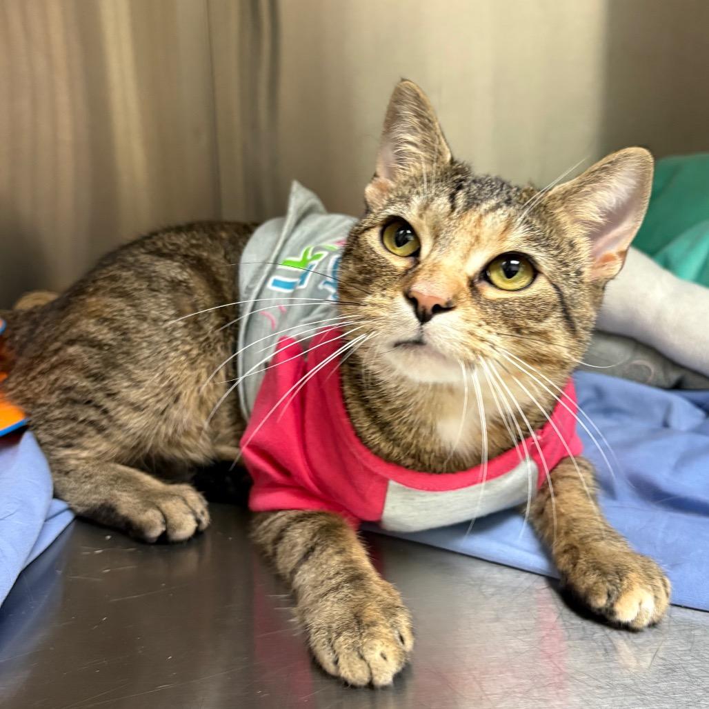 Mama-Megatron — thumbnail 4