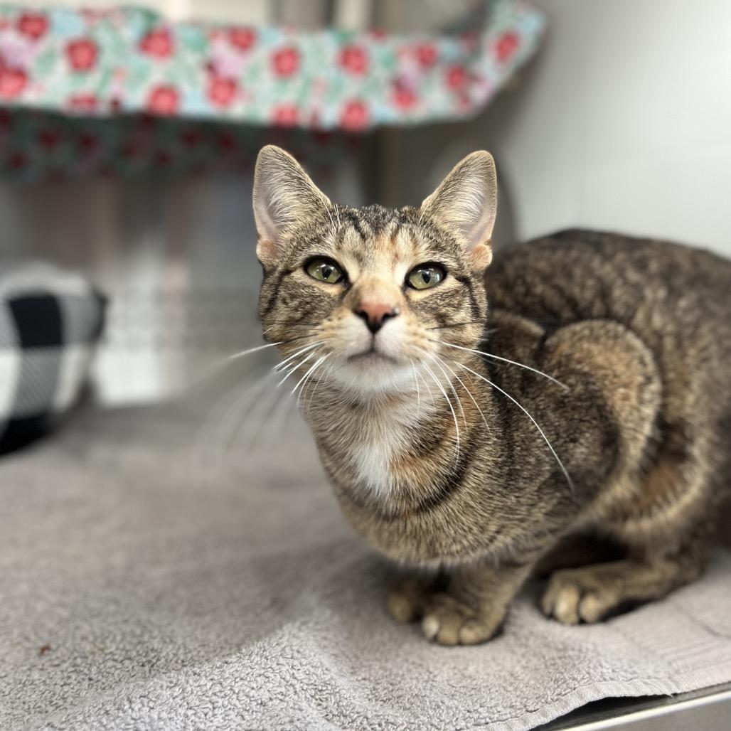 Mama-Megatron — thumbnail 5