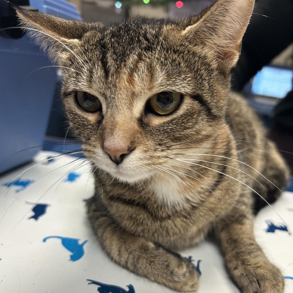 Mama-Megatron — thumbnail 6