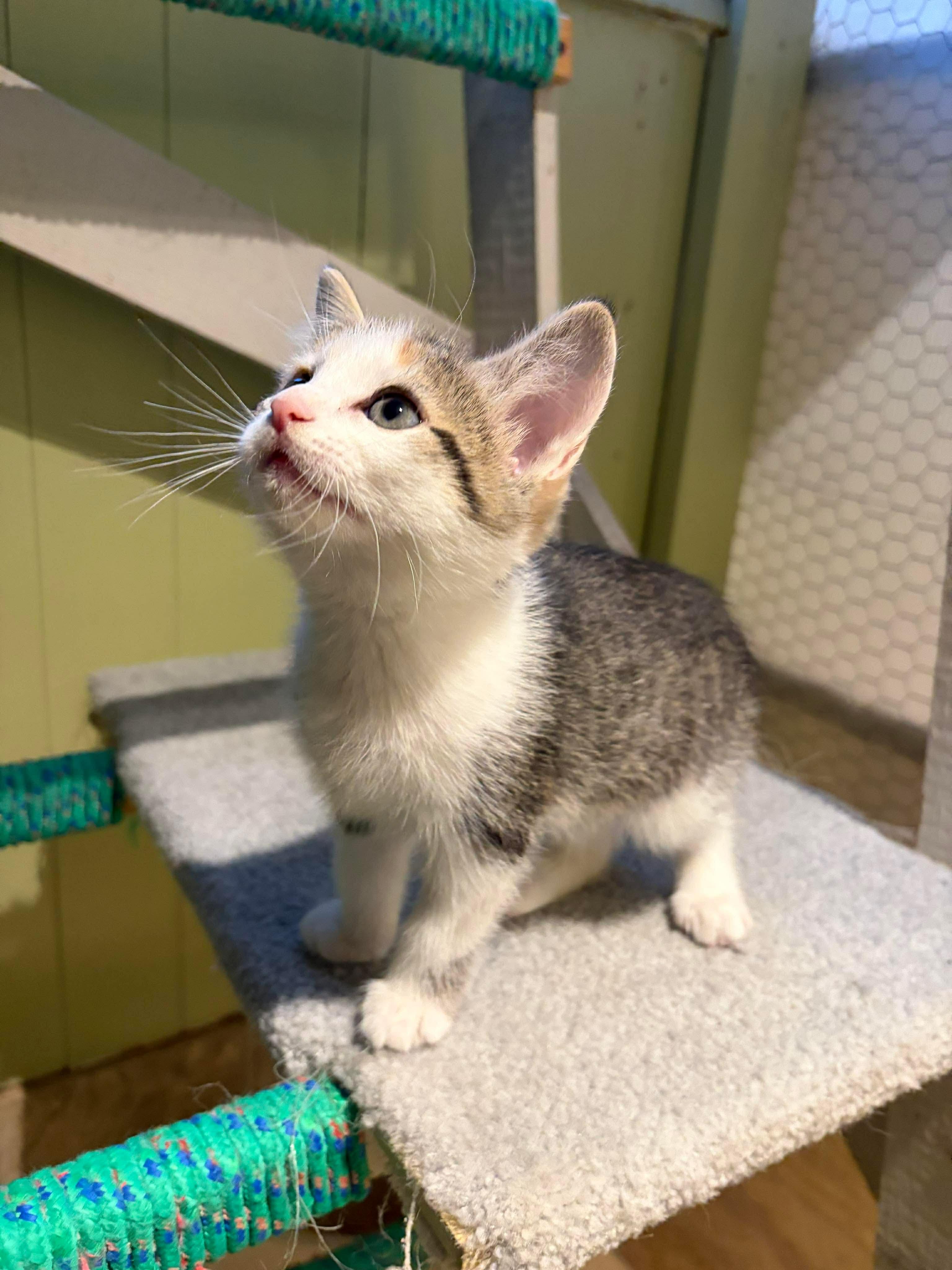 Enlarge Riesling, a Adoptable Domestic Short Hair in Hay River, NT image 1/4