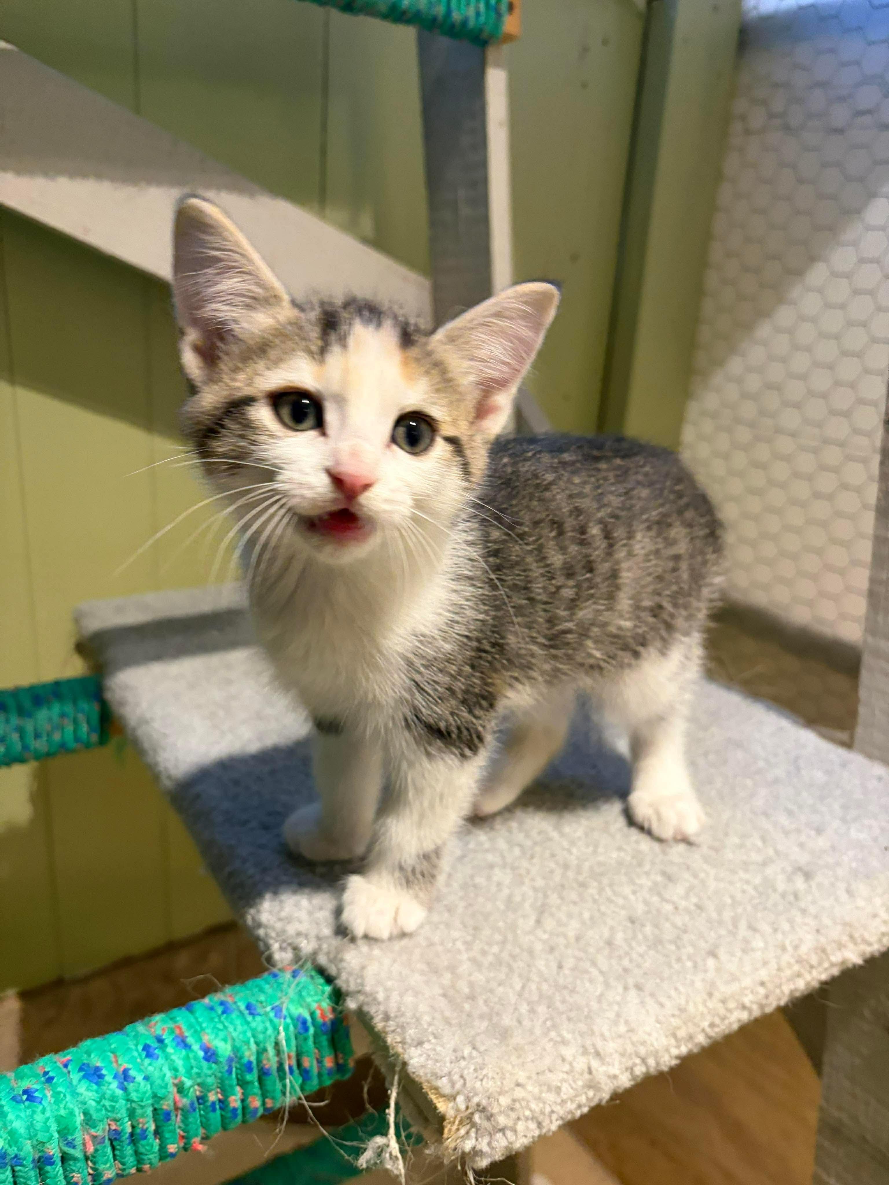 Enlarge Riesling, a Adoptable Domestic Short Hair in Hay River, NT image 2/4