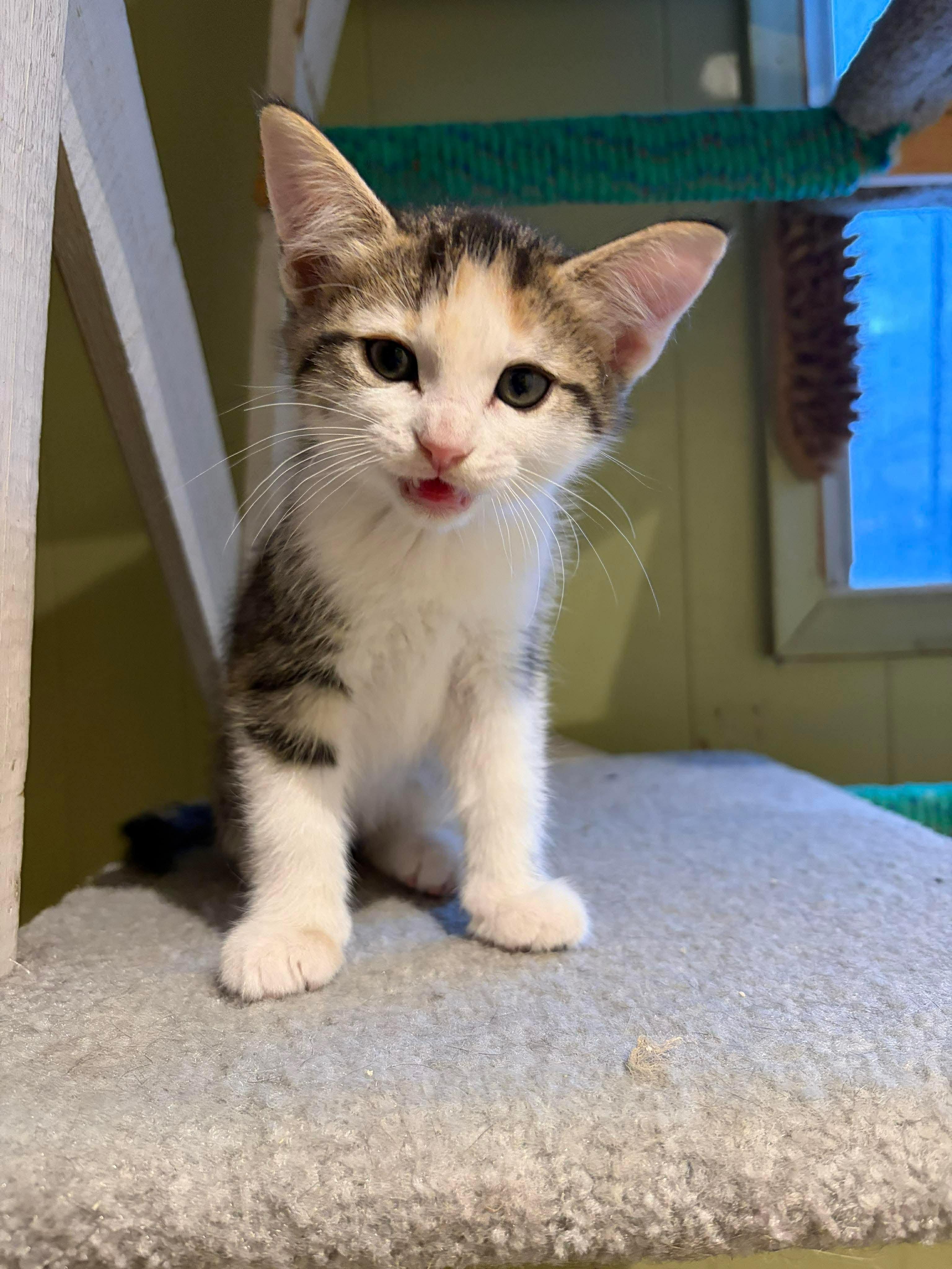 Enlarge Riesling, a Adoptable Domestic Short Hair in Hay River, NT image 3/4