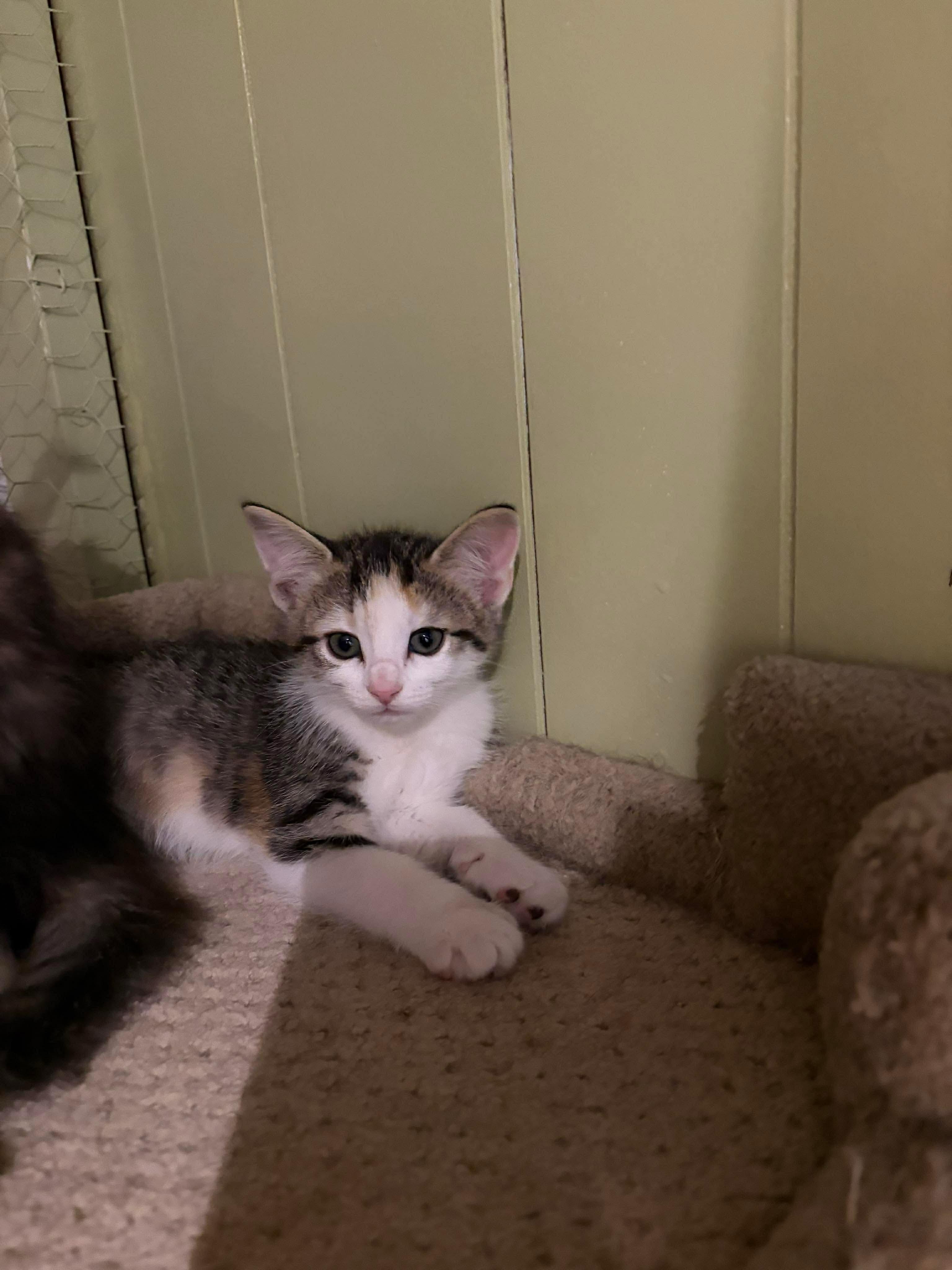 Enlarge Riesling, a Adoptable Domestic Short Hair in Hay River, NT image 4/4