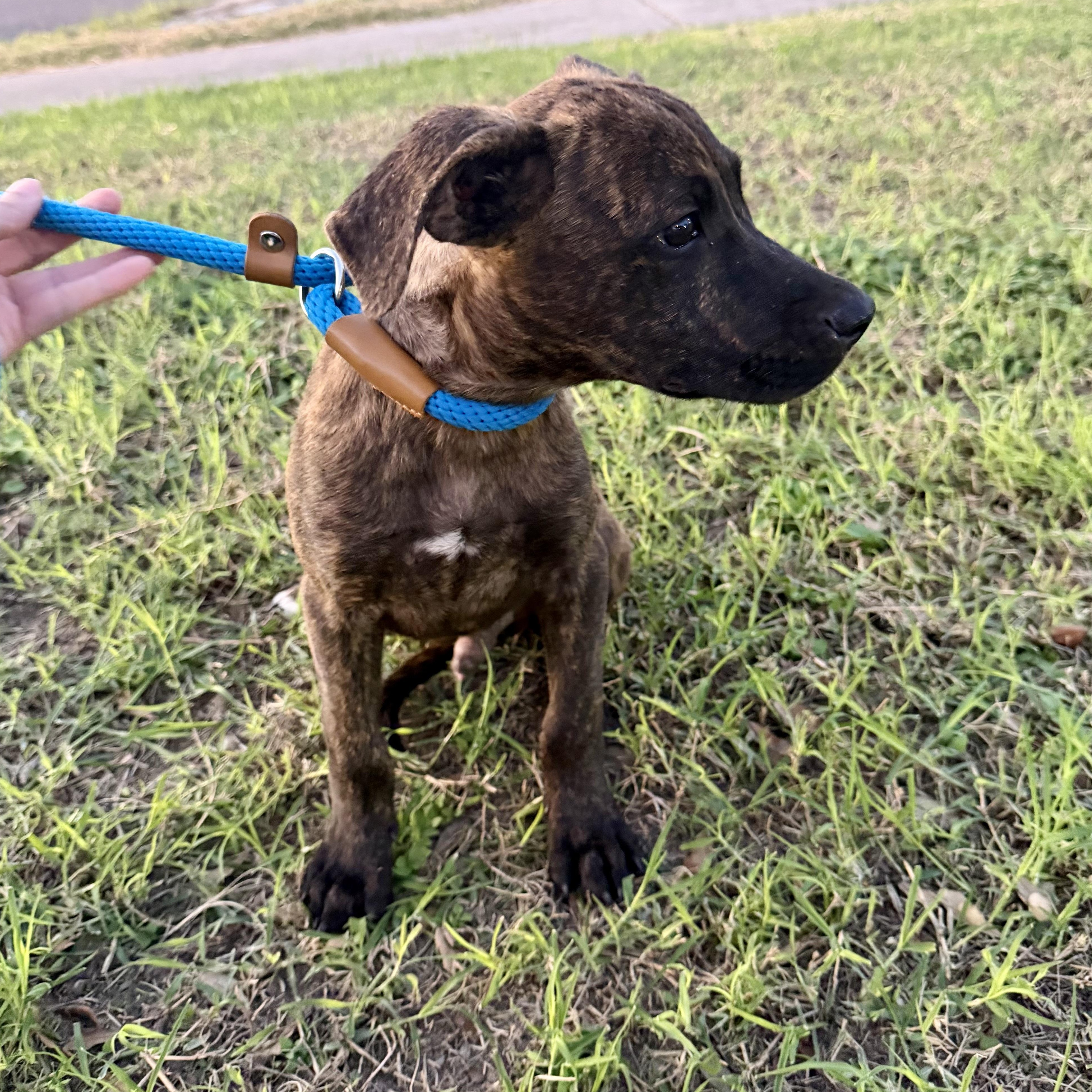 Enlarge Boone, a Adoptable mixed breed in Tacoma, WA image 2/3