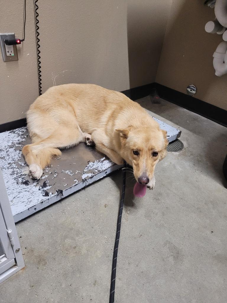 Ruby, Adoptable, Young Female Labrador Retriever.