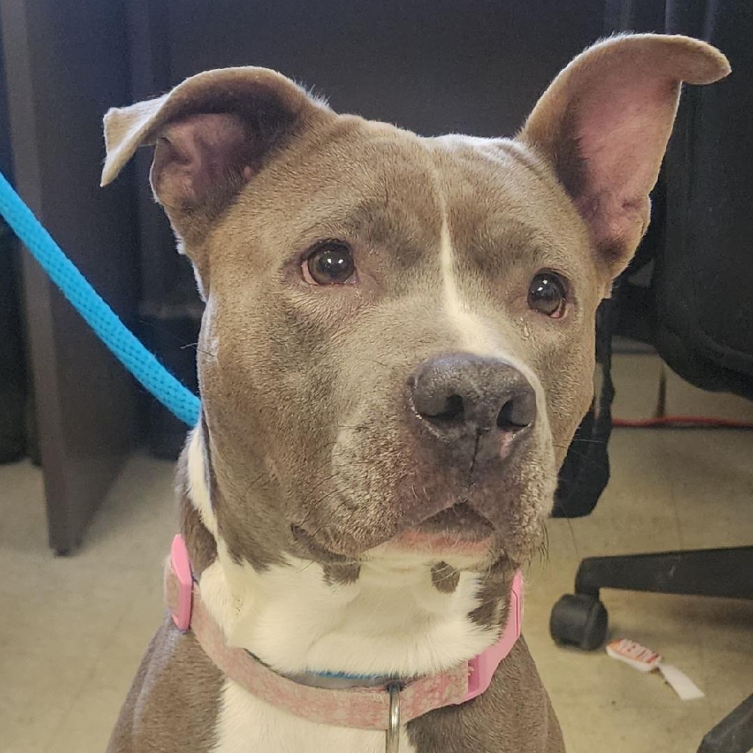 Honey, ADOPTABLE, Adult Female Pit Bull Terrier.