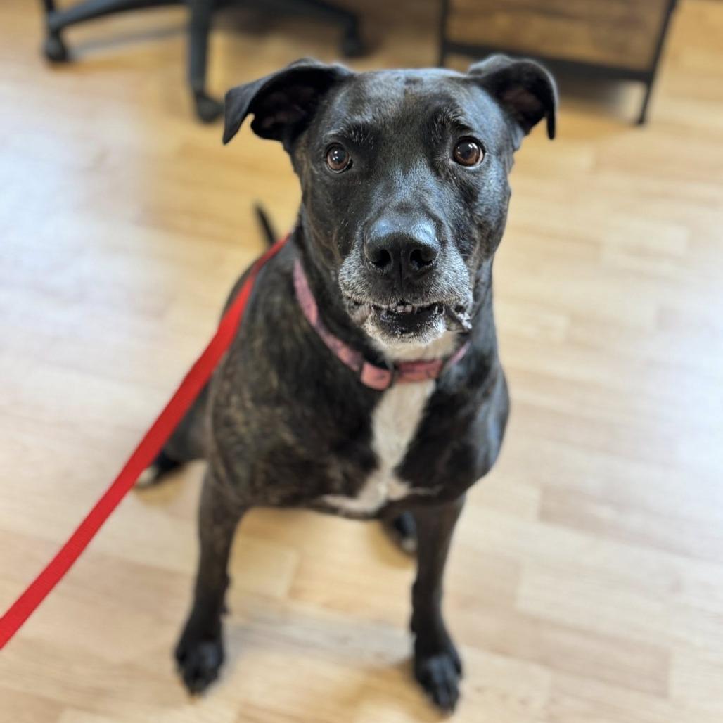 Ruby, Adoptable, Senior Female Pit Bull Terrier.