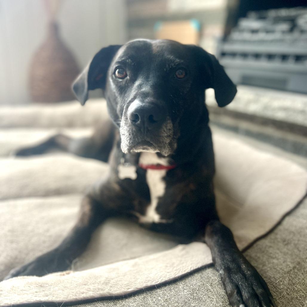 Enlarge Ruby, a Adoptable Pit Bull Terrier in Saint Cloud, MN image 2/6