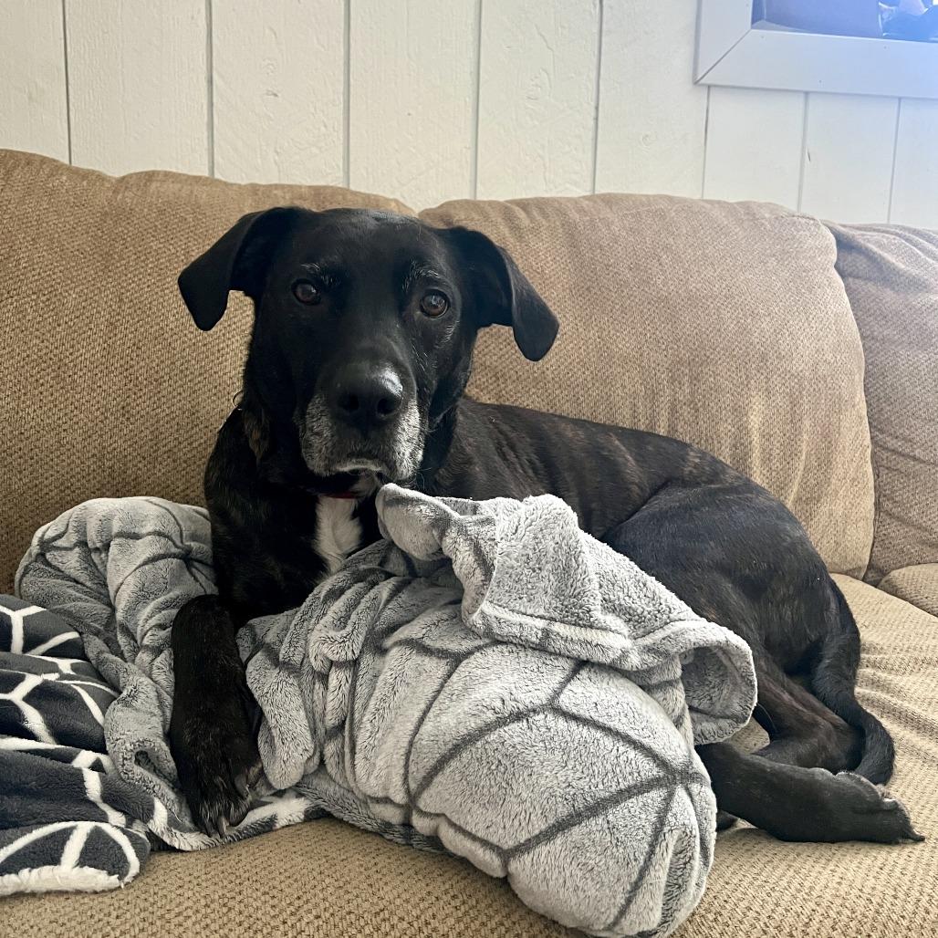 Enlarge Ruby, a Adoptable Pit Bull Terrier in Saint Cloud, MN image 3/6