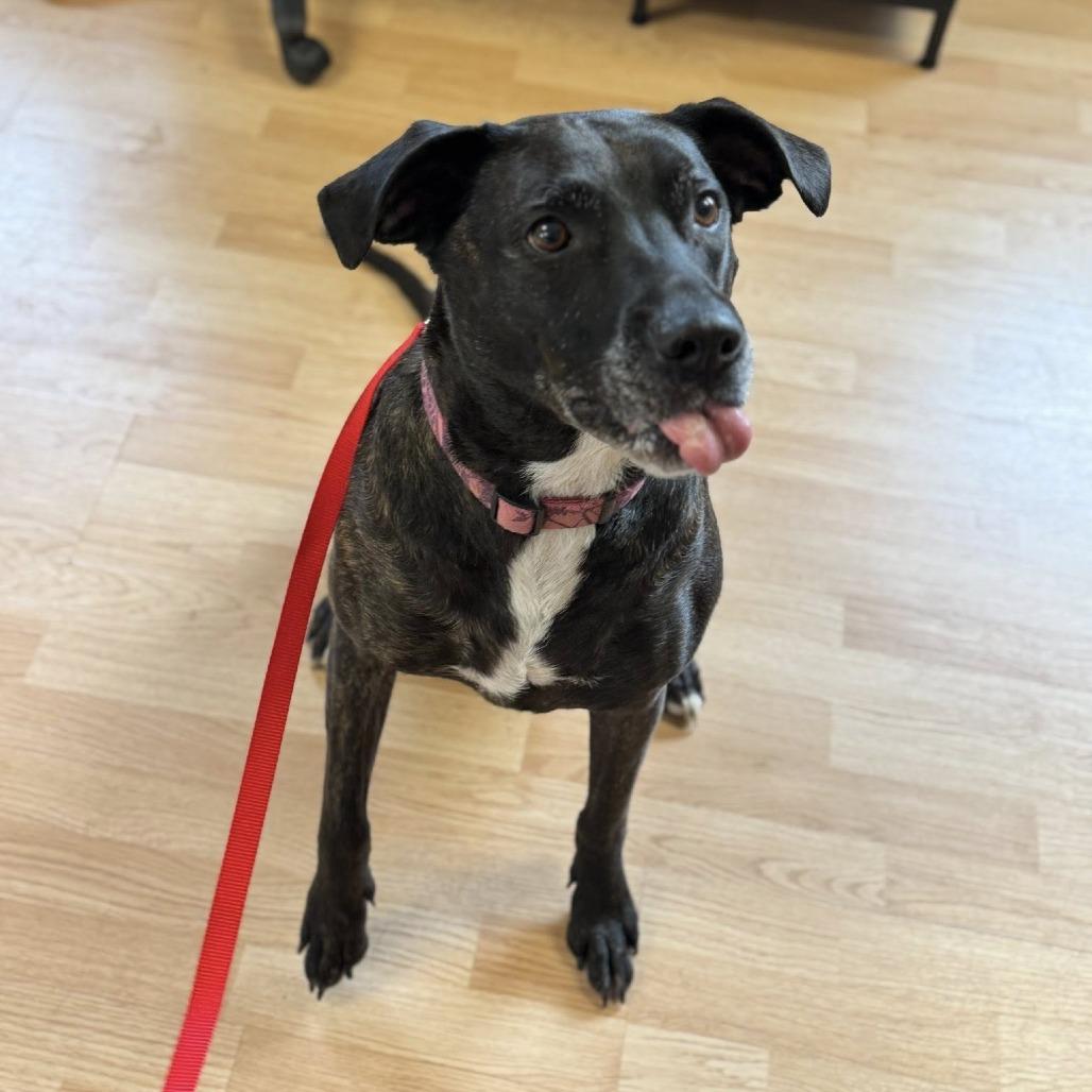 Enlarge Ruby, a Adoptable Pit Bull Terrier in Saint Cloud, MN image 4/6