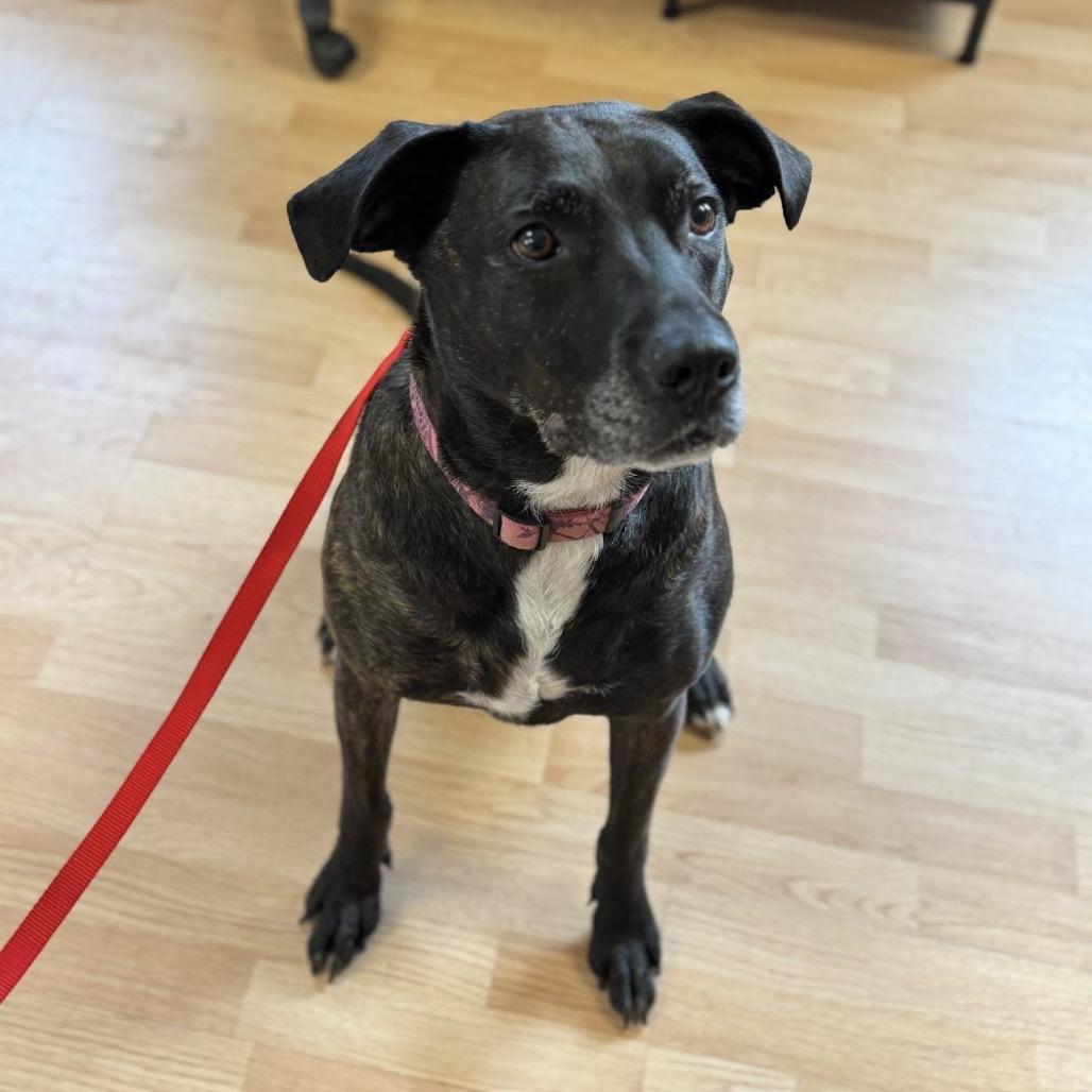 Enlarge Ruby, a Adoptable Pit Bull Terrier in Saint Cloud, MN image 5/6