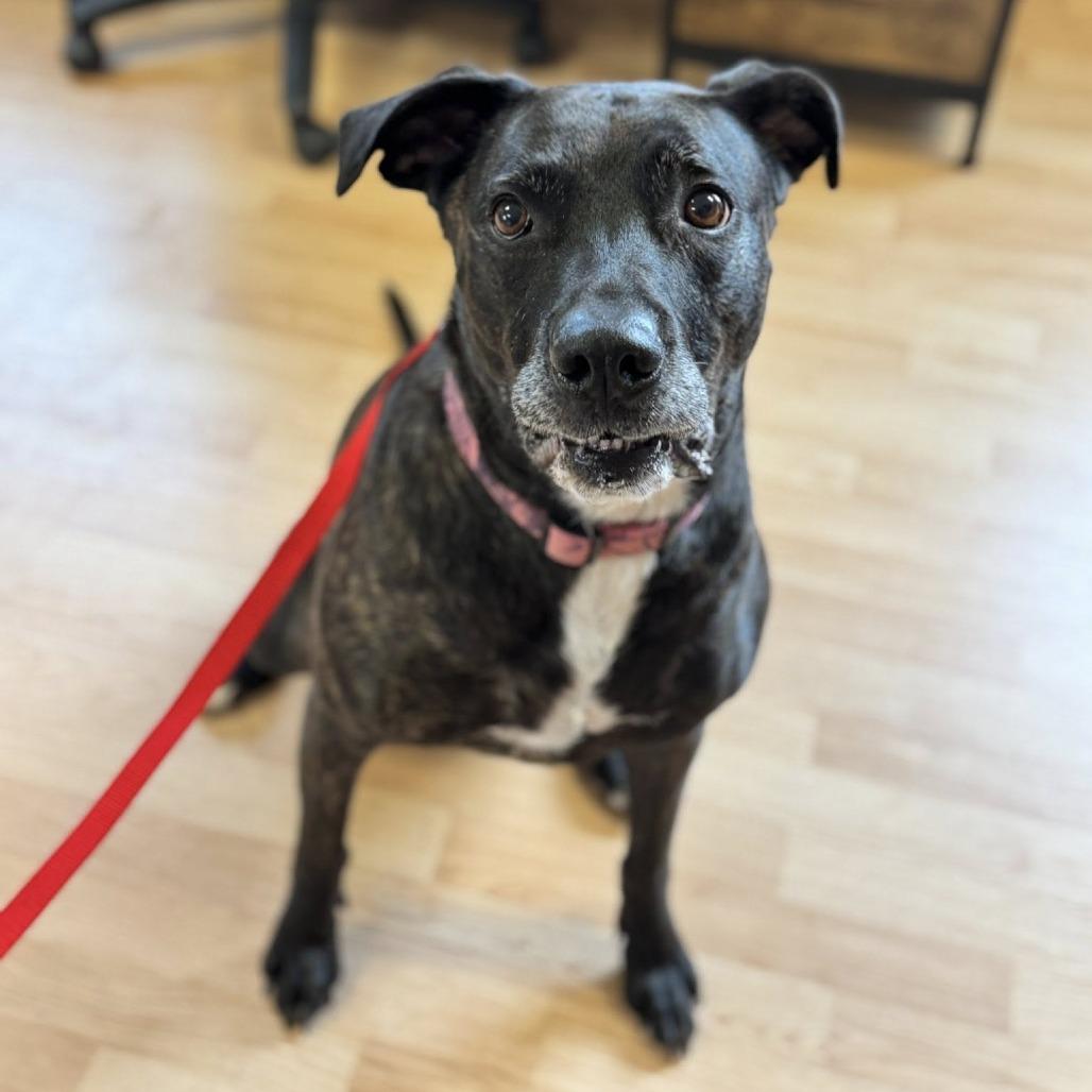 Enlarge Ruby, a Adoptable Pit Bull Terrier in Saint Cloud, MN image 6/6