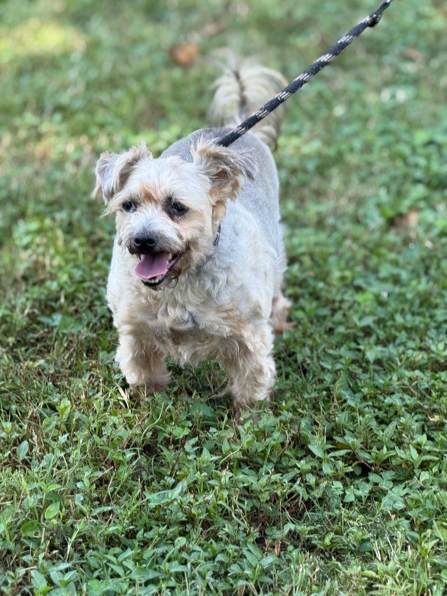Peanut, Adopted, Adult Male Yorkshire Terrier & Maltese.