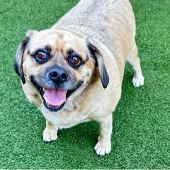 Enlarge Max, a Adoptable mixed breed in Jupiter, FL image 1/2