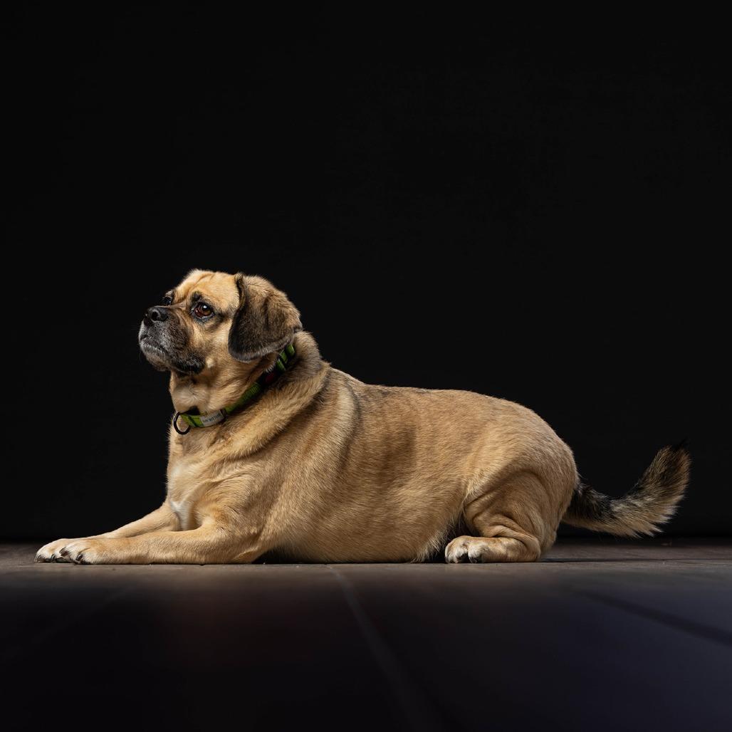 Enlarge Max, a Adoptable mixed breed in Jupiter, FL image 3/6