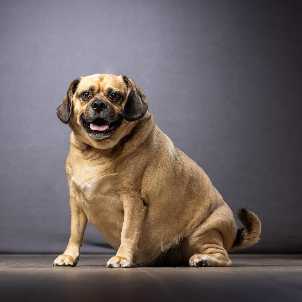 Enlarge Max, a Adoptable mixed breed in Jupiter, FL image 4/6