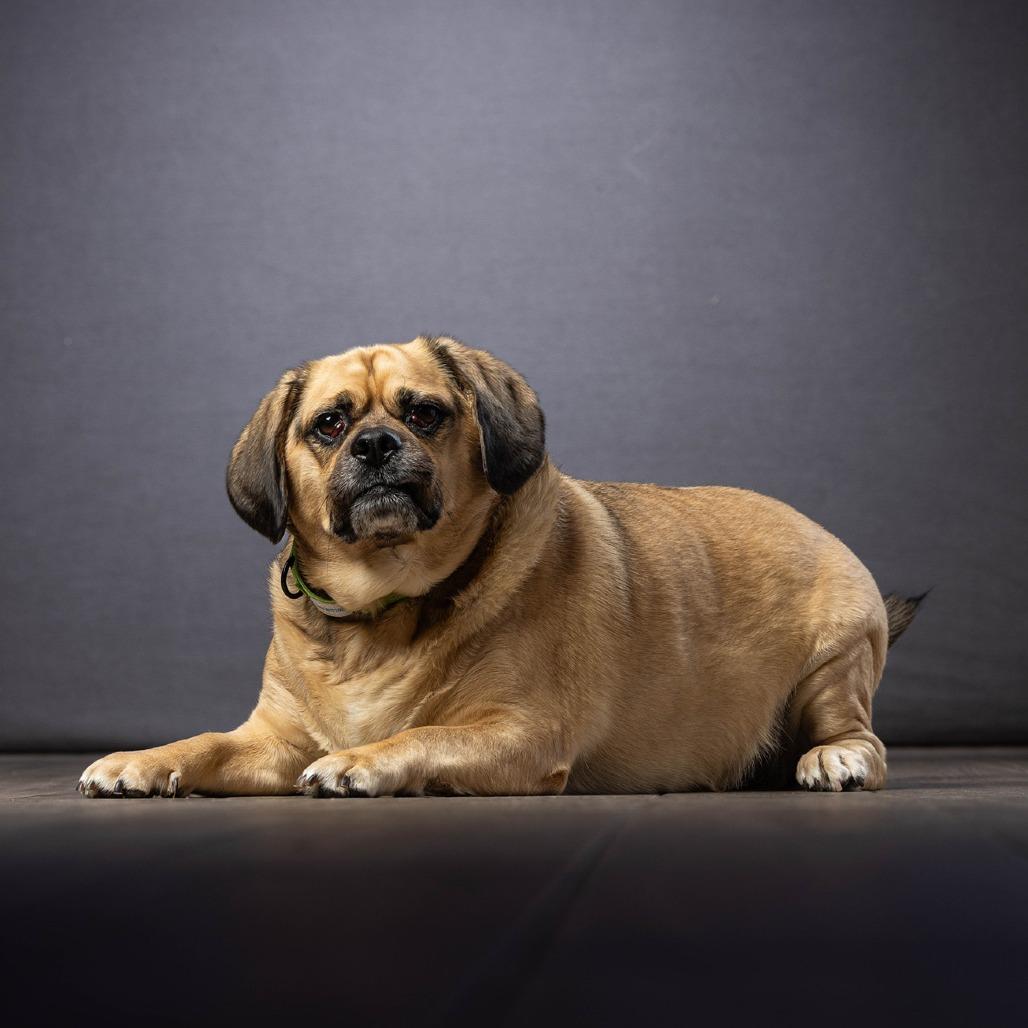 Enlarge Max, a Adoptable mixed breed in Jupiter, FL image 5/6