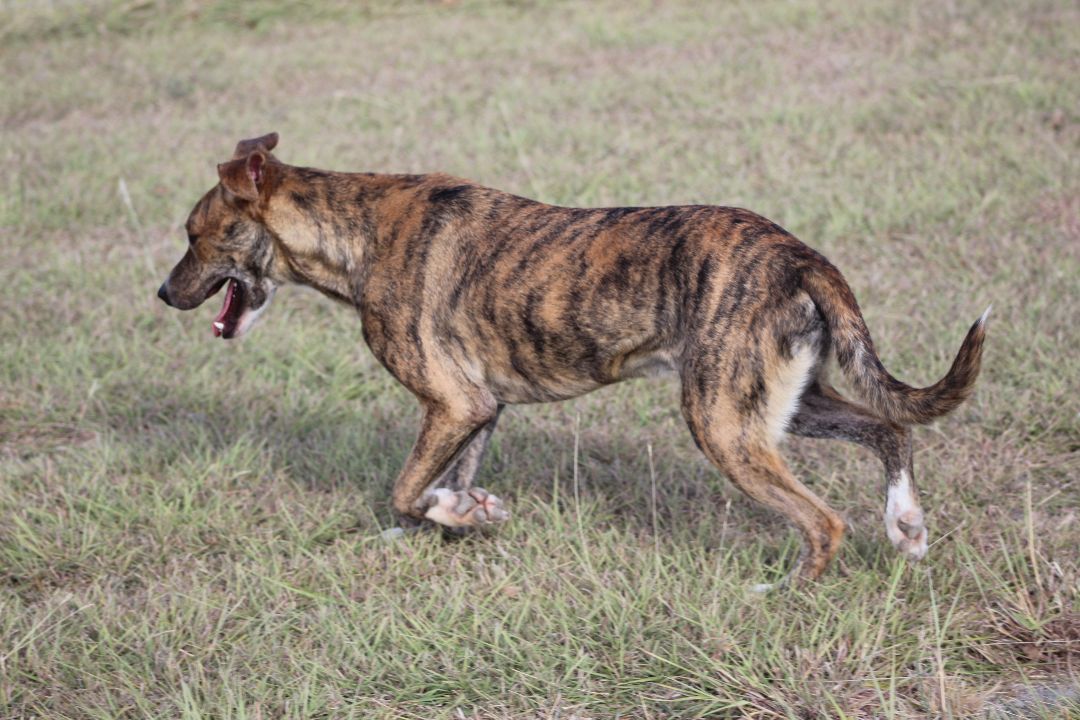 Nikki, a Adoptable mixed breed in Temple, TX image 5/6