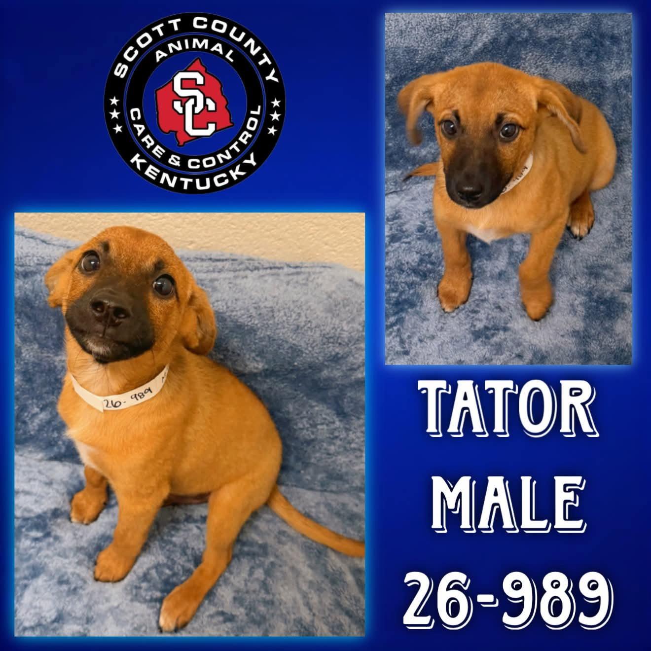 Enlarge Tator, a Adoptable mixed breed in Georgetown, KY image 1/1