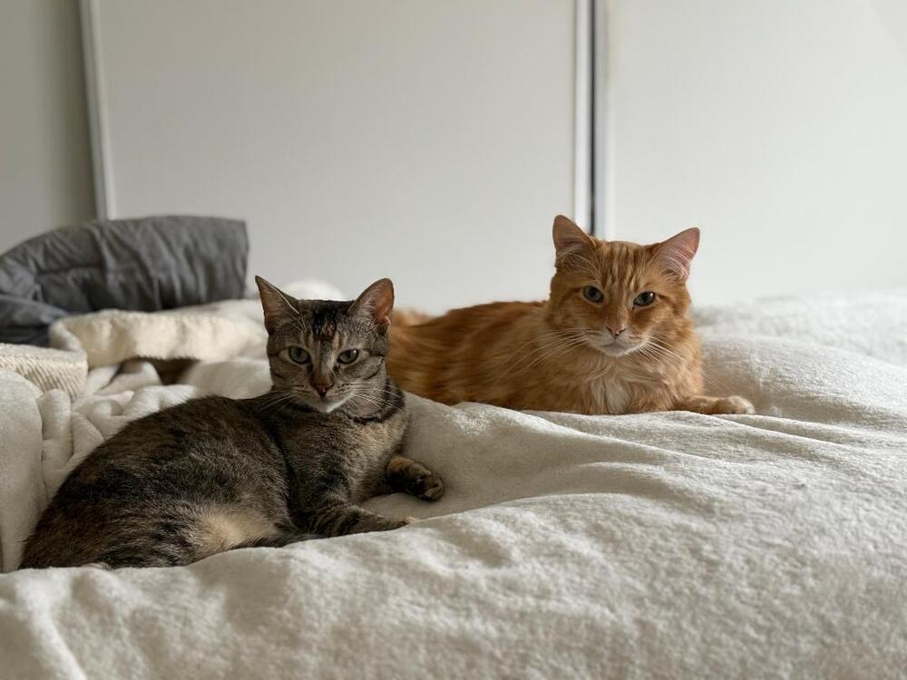 Buttons, Adoptable, Young Female Domestic Short Hair.