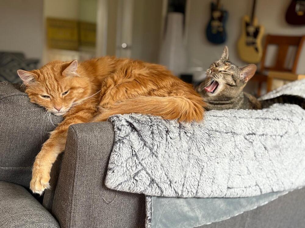 Enlarge Buttons, a Adoptable Domestic Short Hair in sylmar, CA image 3/6