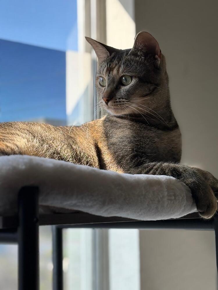 Enlarge Buttons, a Adoptable Domestic Short Hair in sylmar, CA image 4/6