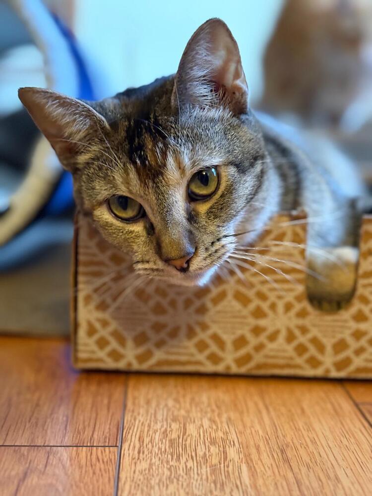 Enlarge Buttons, a Adoptable Domestic Short Hair in sylmar, CA image 5/6