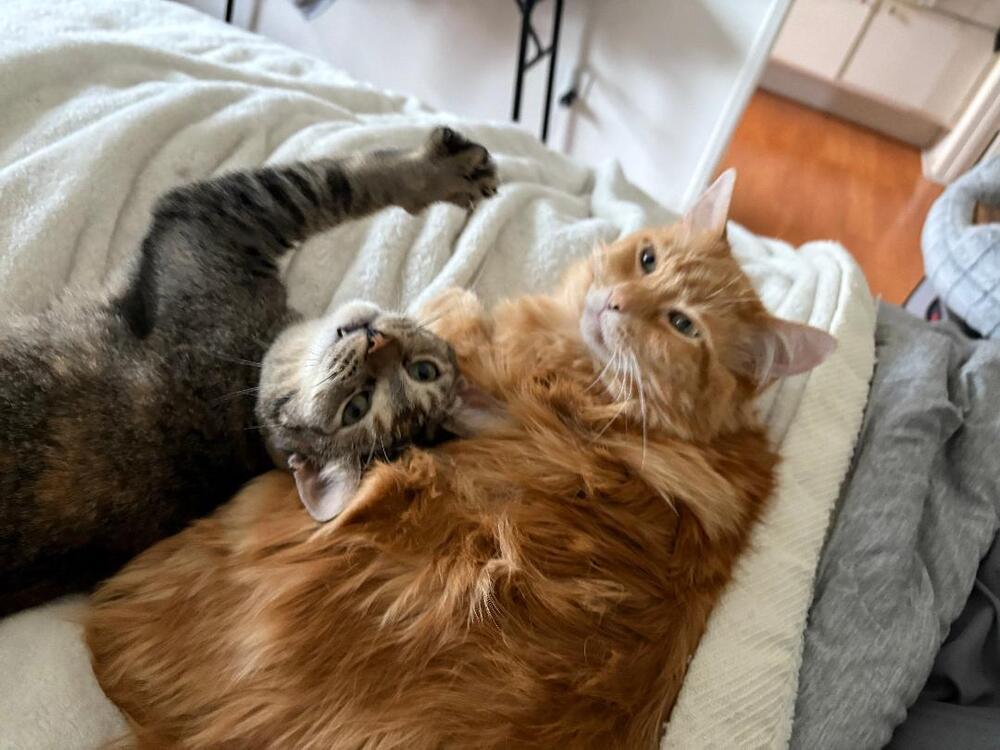 Enlarge Buttons, a Adoptable Domestic Short Hair in sylmar, CA image 6/6