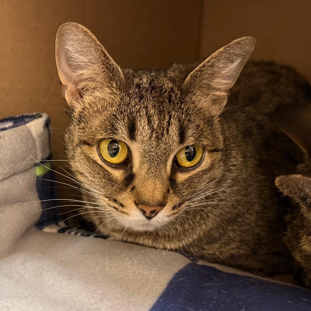 Enlarge Iris, a Adoptable Domestic Short Hair in Ballston Spa, NY image 1/3