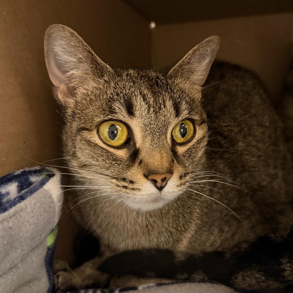 Enlarge Iris, a Adoptable Domestic Short Hair in Ballston Spa, NY image 2/3