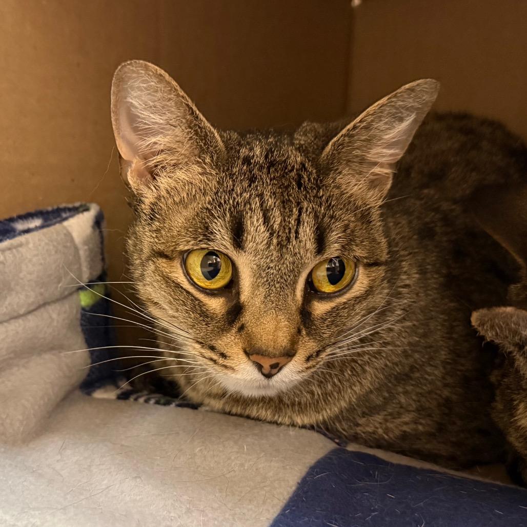 Enlarge Iris, a Adoptable Domestic Short Hair in Ballston Spa, NY image 3/3