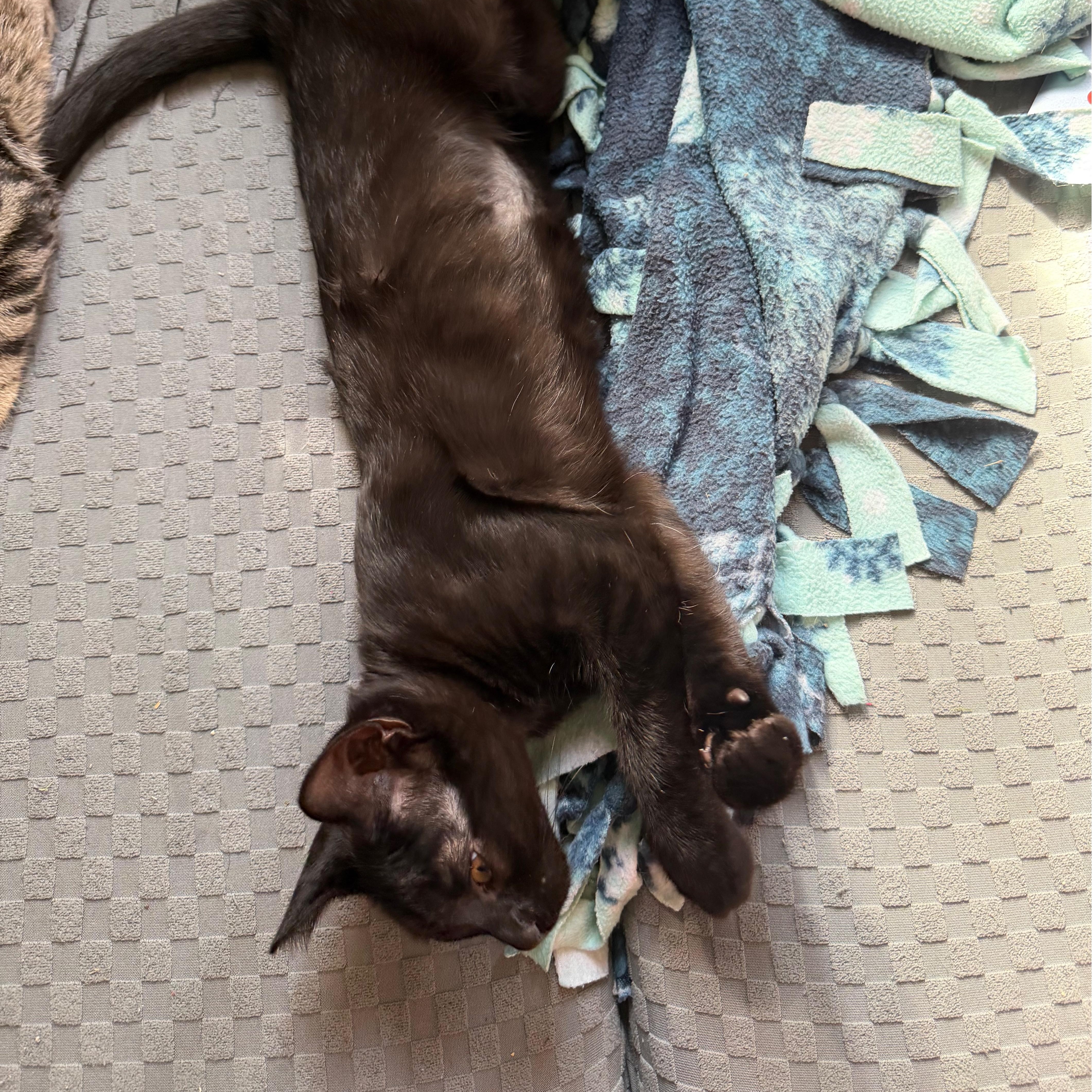 Salem, Adopted, Kitten Male Domestic Short Hair.
